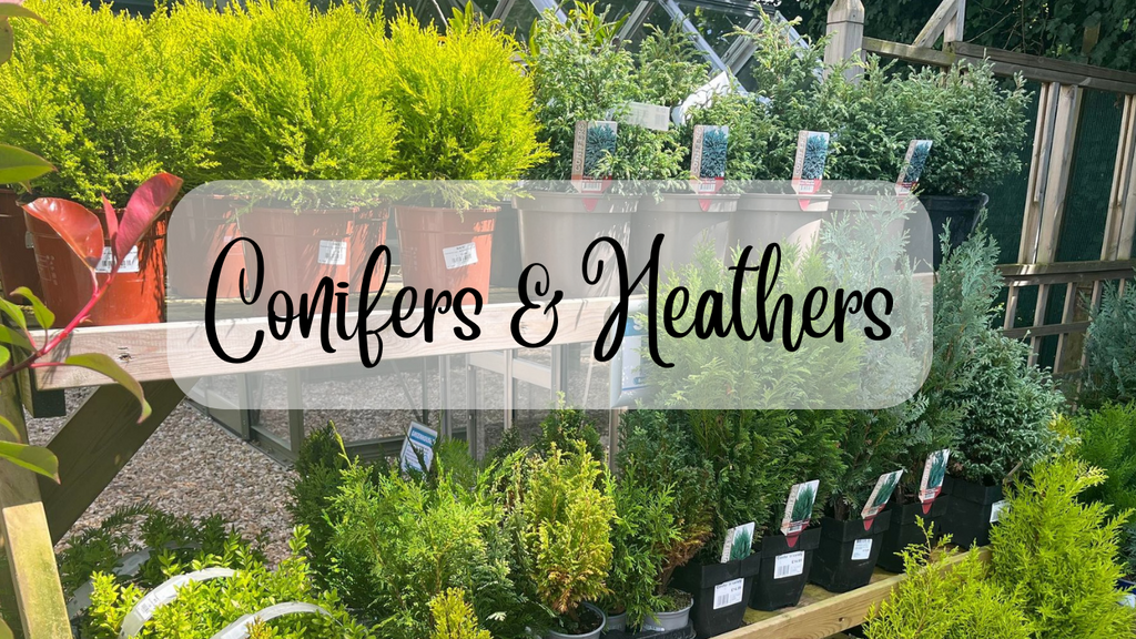 Conifers & Heathers