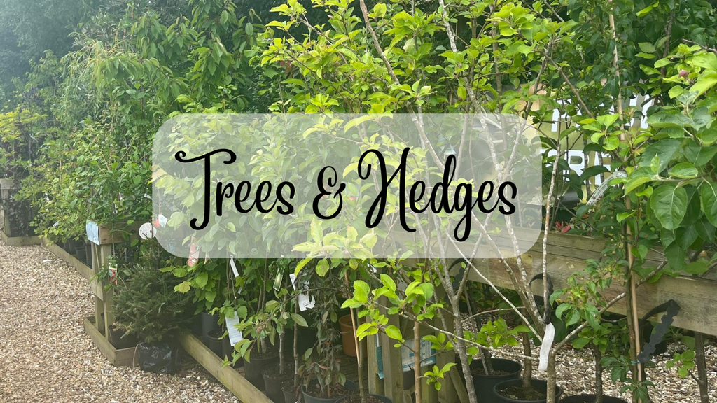 Trees & Hedges