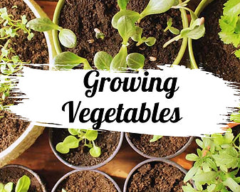 Your Guide to Growing Vegetables – Bow Garden Centre