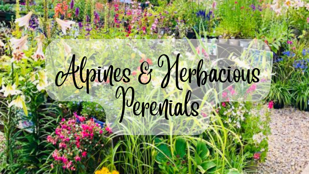 Alpines & Herbacious Perennials
