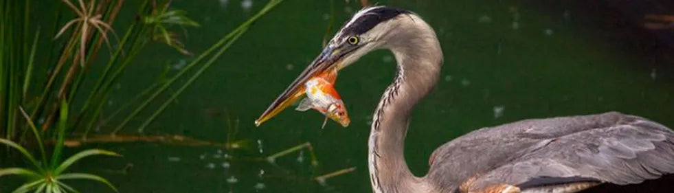 Your Guide to Stopping Herons