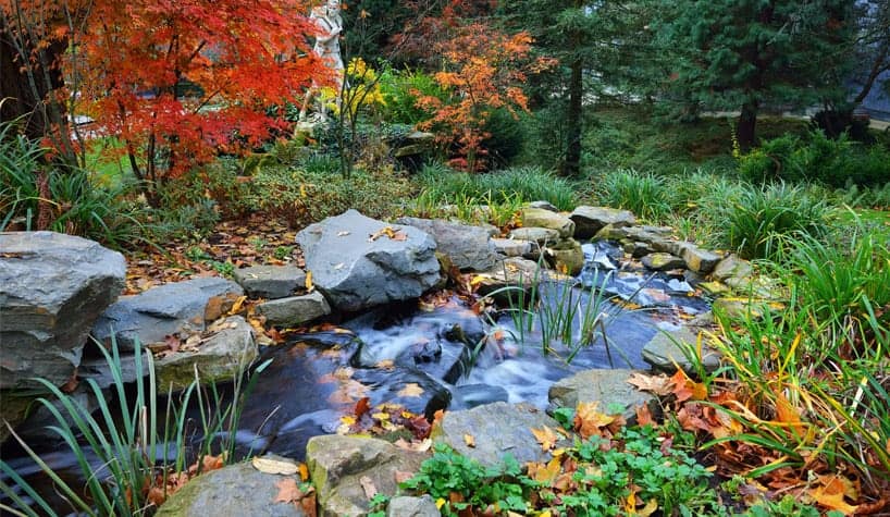 Autumn Pond Tips