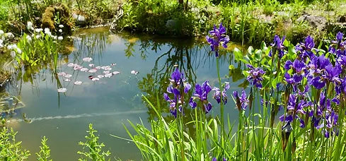 Your Guide to Wildlife Ponds