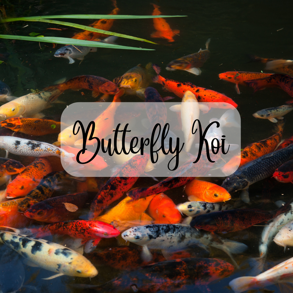 Koi F Pond Fish – Bow Garden Centre