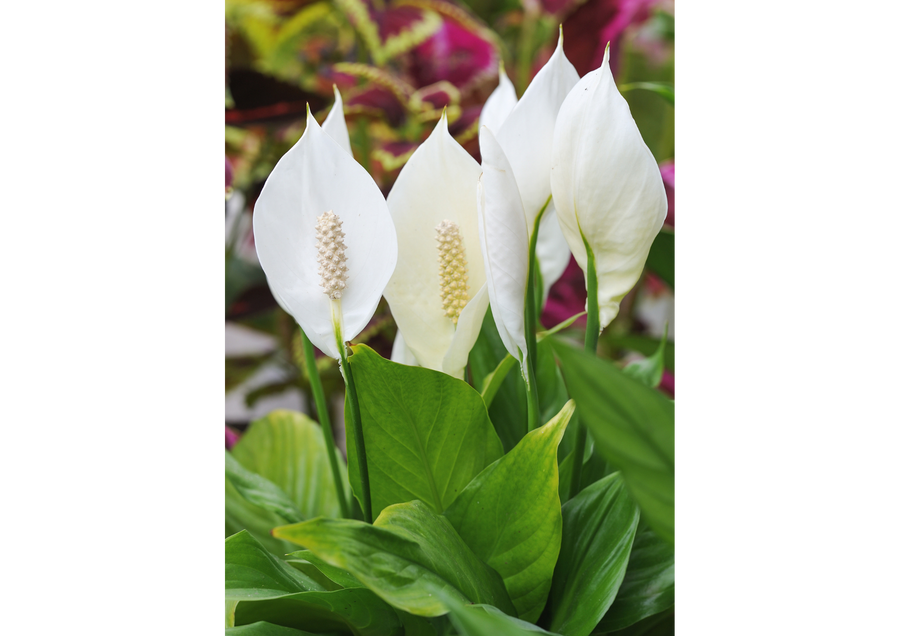 Peace lily