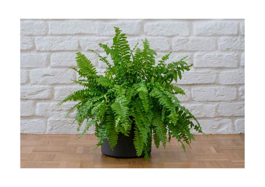 Boston fern