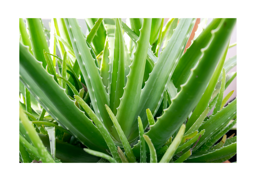 Aloe vera