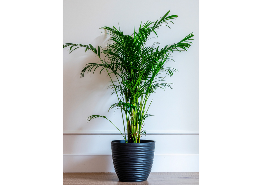 Bamboo palm