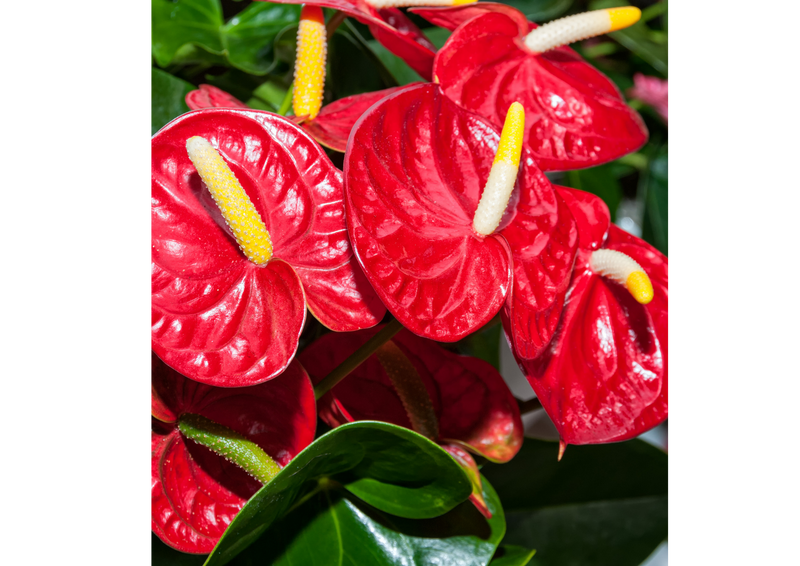 Anthuriums