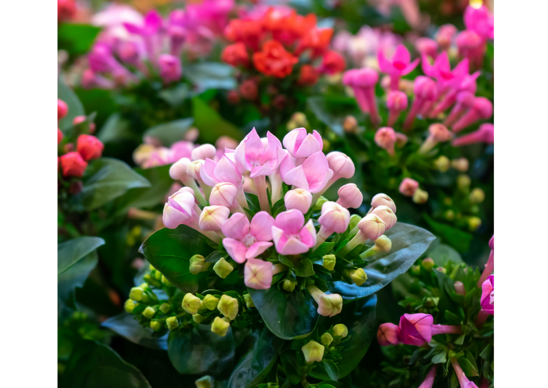 Kalanchoe