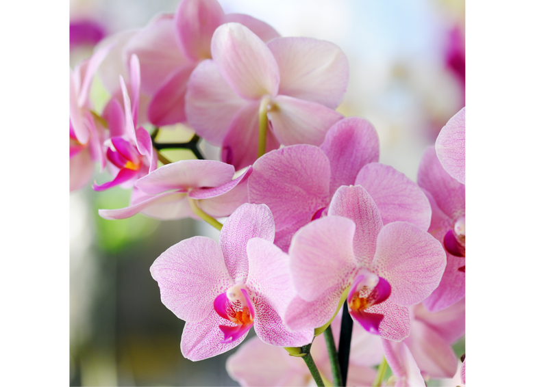 Orchid