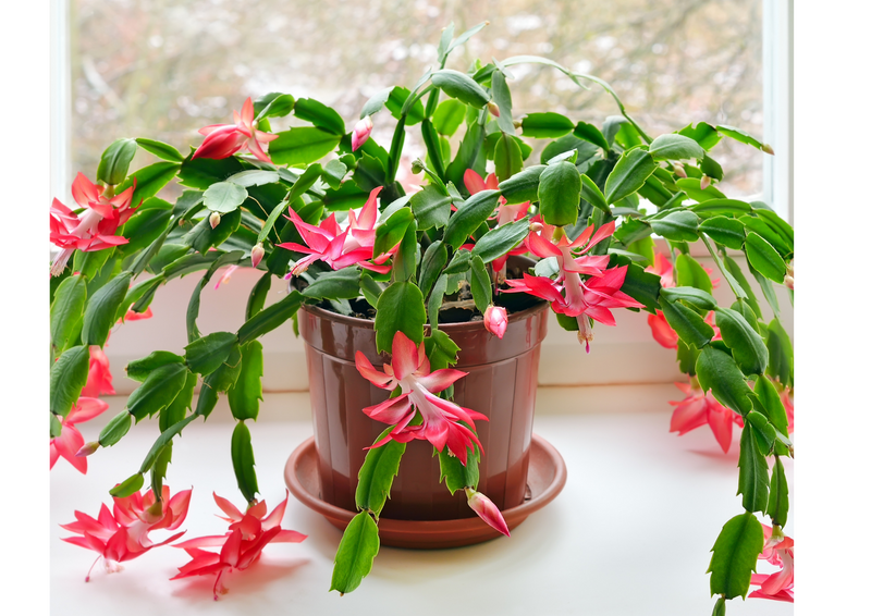 Christmas cactus