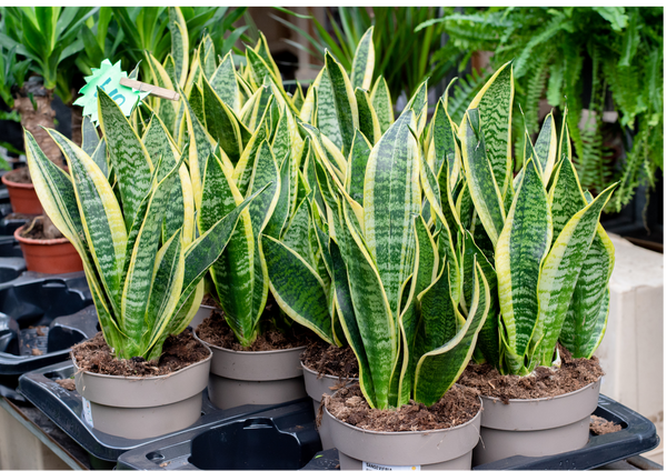 Snake plant