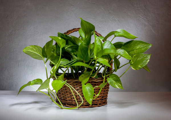 Pothos