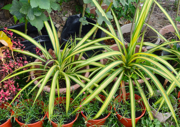 Spider plant