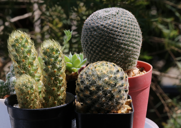 Cacti and succulents